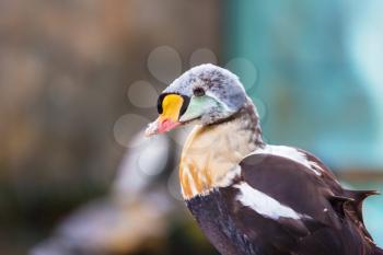 Unusual king eider bird on blur background