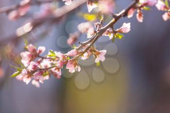 Flowers of the cherry blossoming in the spring garden. Springtime background