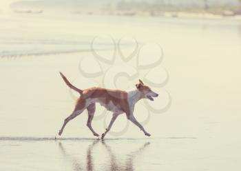 dog on beach