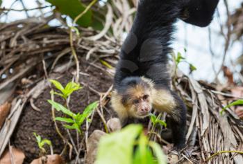 White faced capuchin monkeys  forest in Costa Rica, Central America