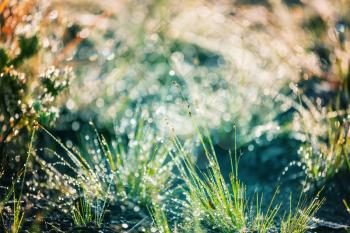 wet grass in morning meadow