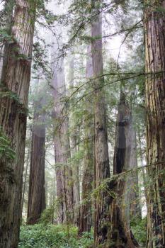 Redwood trees in Northern California forest, USA