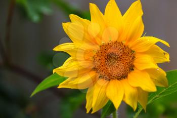 Sunflower on dark natural background
