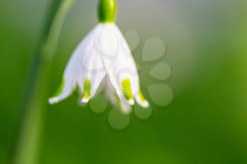 Snowdrops in spring season on green background