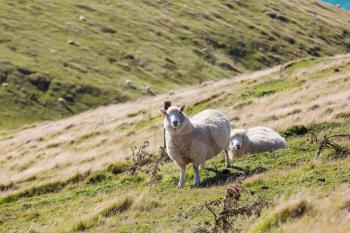 Sheep in green mountain meadow, rural scene in New Zealand