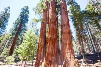 Sequoias forest in summer season