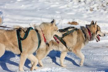 Winter sled dog race in the forest