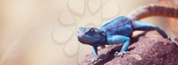 Blue lizard in Namib desert