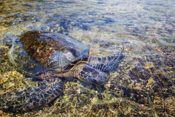 Giant sea turtle on Hawaiian beach