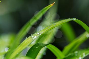 Green grass with dew drops closeup. Natural summer background.