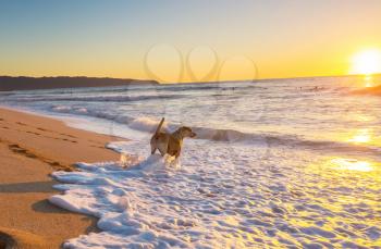 dog on beach in Hawaii island