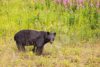 Black bear in the forest, Canada, summer season