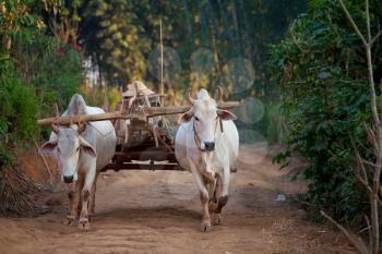 Two white oxen pulling wooden cart in Myanmar village