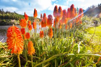 Aloe Vera flowers blossom in lake shore, New Zealand