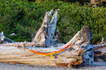 Hammock on the dry tree in Pacific coast, Olympic National Park, USA