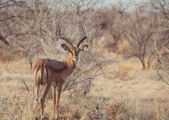 Impala anteleope in the wilderness of Africa. Safari concept