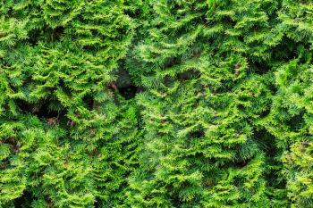 Thuja occidentalis green background, natural texture
