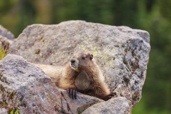 Wild marmot in its natural environment of mountains in summer season.