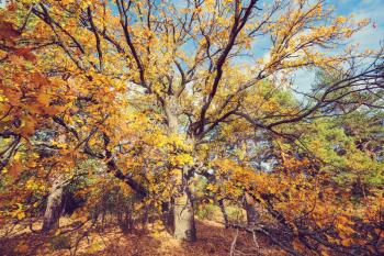 Autumn scene in yellow tones