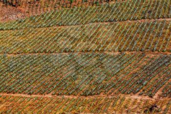 Aerial view pine apple plantation. Natural agricultural background.
