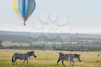 Tourist attraction on african safari in Namibia -balloons over savannah