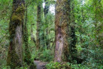 Fabulous rain forest. Trees covered with thick layer of moss.