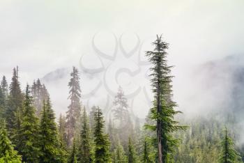 Magic misty forest. Beautiful natural landscapes.