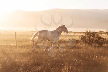 White horse on pasture at sunset.