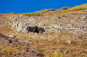 Wild Bull Moose in autumn mountains, Colorado, USA