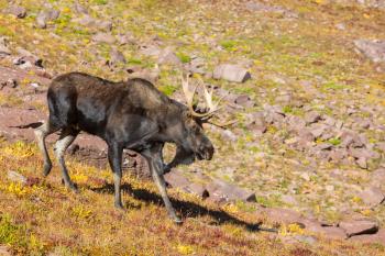 Wild Bull Moose in autumn mountains, Colorado, USA