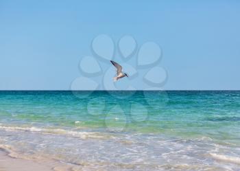 Sea gull on blue background