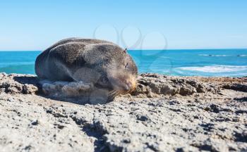 Pretty relaxing  seal in the stone coast