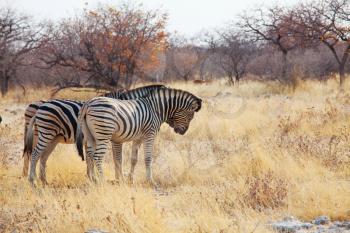 African plains zebras on the dry brown savannah grasslands browsing and grazing. African safari background