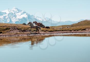 Horse on lake in the mountains