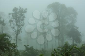 silhouette of tropical forest covered in morning fog