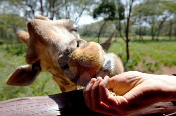 Toutist  feeding giraffe in zoo