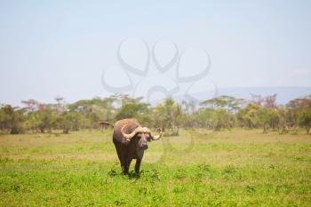 Wildlife scene from Africa nature. African buffalo in green meadow