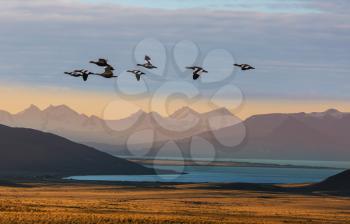 Birds flight over Patagonia mountains in Argentina, South America