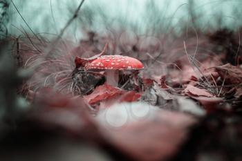Mushrooms in the autumn forest