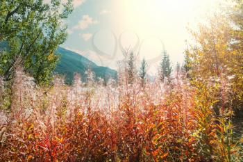 Colorful  autumn meadow in mountains. Natural background.