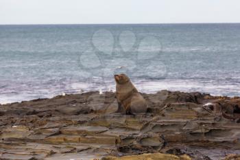 Pretty relaxing  seal in the ocean coast