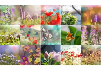 Different flowers collection.Spring theme set.