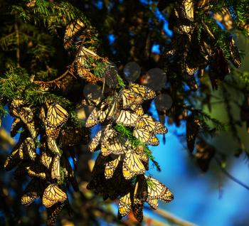 Monarch Butterfly colony in Mexico