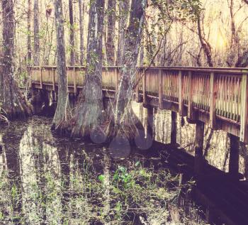 Boardwalk in swamp