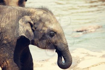 Elephant  on Sri Lanka