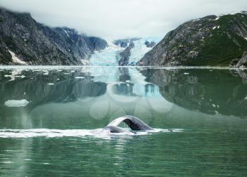 whale safari on Alaska