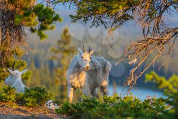 Wild Mountain Goat, Banff National Park Alberta Canada