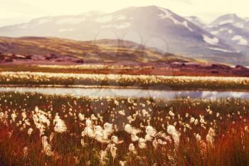 arctic cotton flowers
