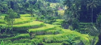 Rice terrace in Indonesia