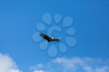 american bald eagle in flight against clear blue alaska sky